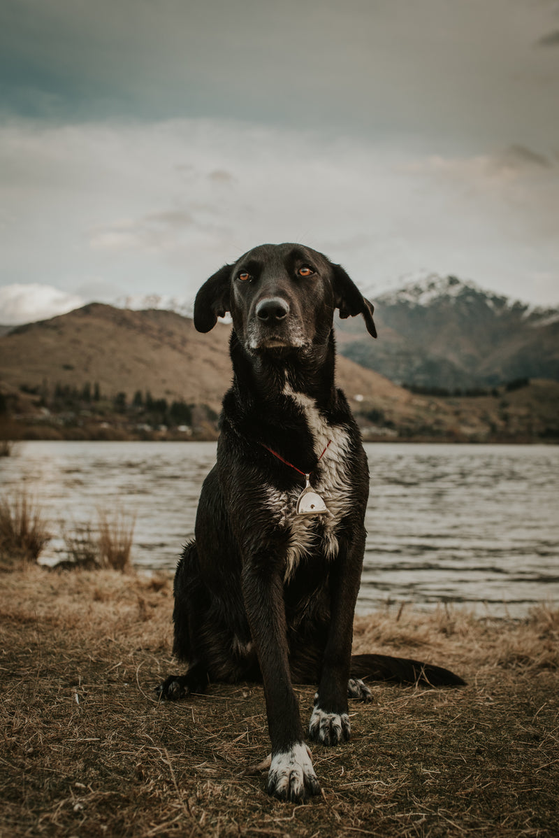 Custom Stamped Shepherd&